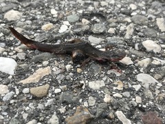 Pleurodelinae