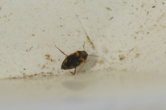 Hydroporus palustris