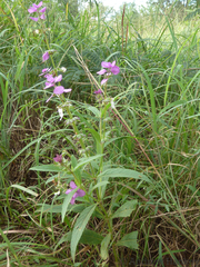 Syncolostemon bracteosus