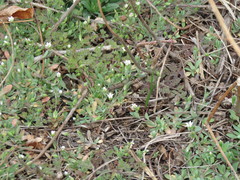 Holosteum umbellatum