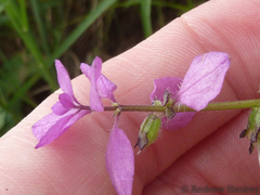 Syncolostemon bracteosus