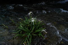 Hymenocallis littoralis