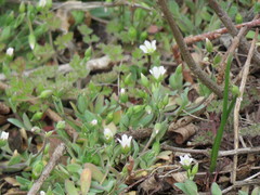 Holosteum umbellatum
