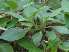 Lobelia physaloides