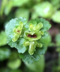 Chrysosplenium japonicum