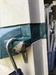 Pandesma quenavadi