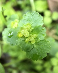 Chrysosplenium japonicum