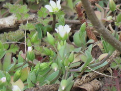 Holosteum umbellatum