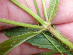 Syncolostemon bracteosus