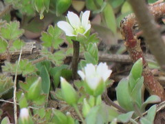 Holosteum umbellatum