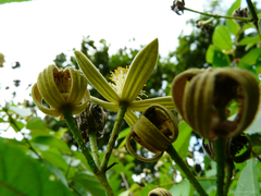 Grewia serrulata