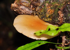 Cyclocybe parasitica