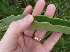 Kalanchoe brachyloba
