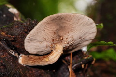 Cyclocybe parasitica