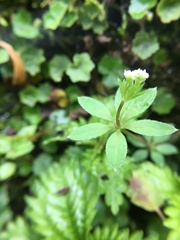 Galium echinocarpum