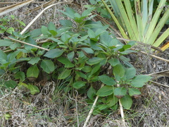 Lobelia physaloides