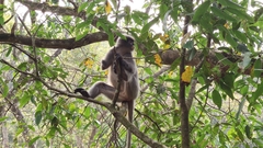 Trachypithecus crepusculus