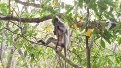 Trachypithecus crepusculus
