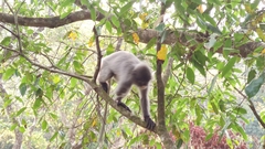 Trachypithecus crepusculus