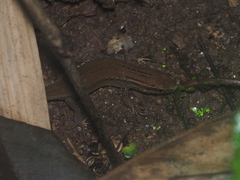 Eutropis rugifera