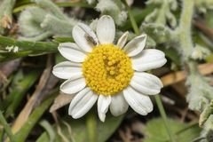 Anthemis tomentosa