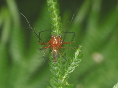 Oxyopes birmanicus