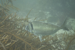 Nemadactylus macropterus