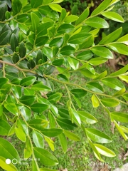 Diospyros buxifolia