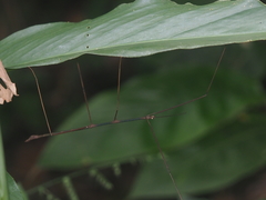 Clitumninae