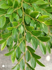 Diospyros buxifolia