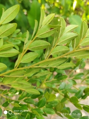 Diospyros buxifolia