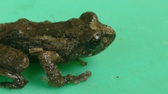 Ghatixalus asterops