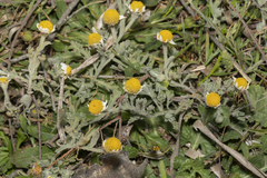 Anthemis tomentosa
