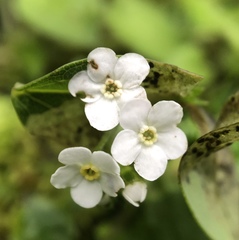Trigonotis formosana elevatovenosa