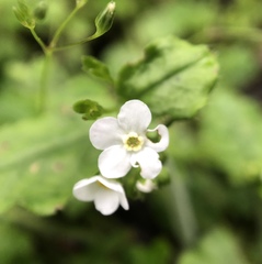 Trigonotis formosana elevatovenosa