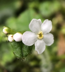 Trigonotis formosana elevatovenosa