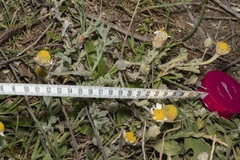 Anthemis tomentosa