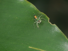 Cosmophasis valerieae