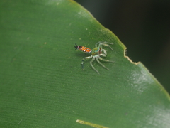 Cosmophasis valerieae