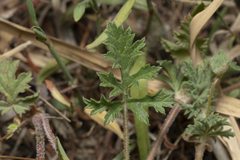 Erodium laciniatum