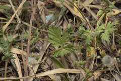 Erodium laciniatum