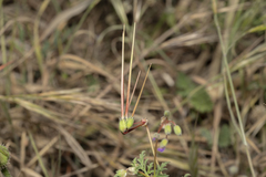 Erodium laciniatum