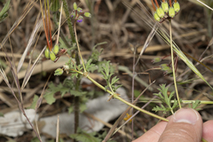 Erodium laciniatum