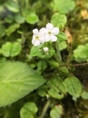 Trigonotis formosana elevatovenosa