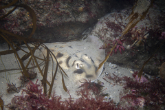 Urolophus cruciatus
