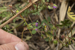 Erodium laciniatum