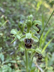 Ophrys umbilicata attica