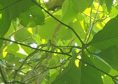 Pachycephala cinerea