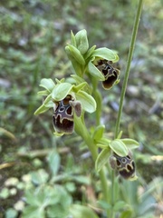 Ophrys umbilicata attica