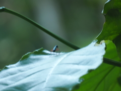 Neocollyris